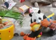 热带国宝的成年礼：海南大熊猫兄弟"贡贡""舜舜"喜迎十二岁生日