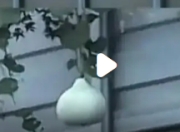 沈阳“高架网红葫芦”被摘